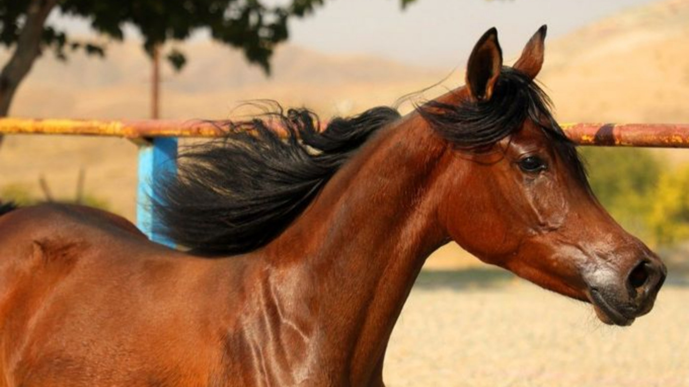5 مورد از محبوب ‌ترین نژاد اسب ‌ها در جهان