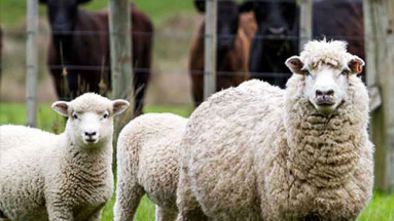 نکات مهمی که در پرورش گوسفند باید در نظر بگیریم
