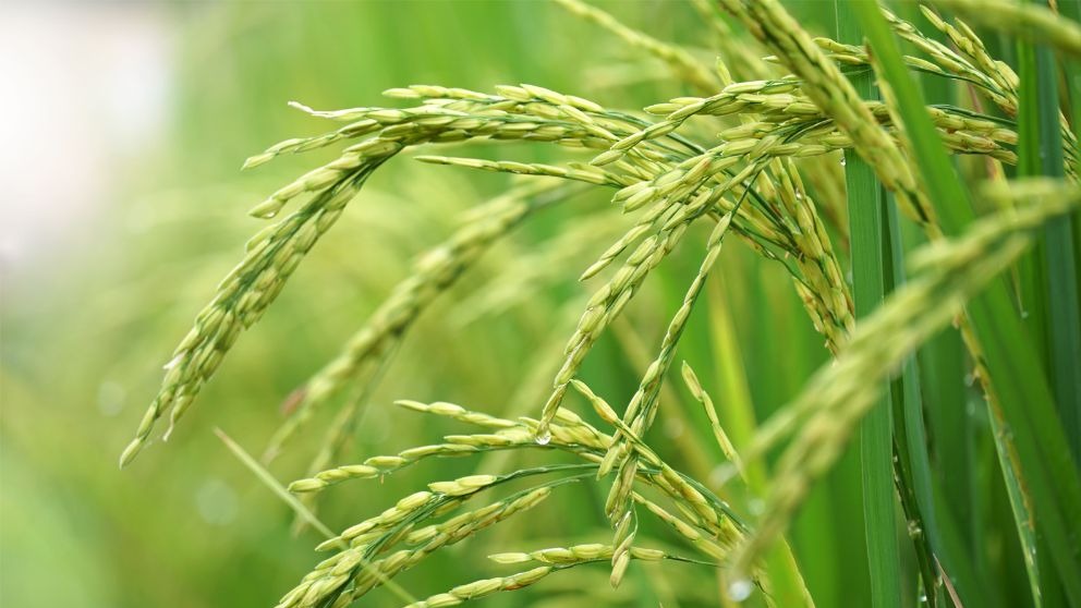 مراحل مشترک کاشت برنج در ایران