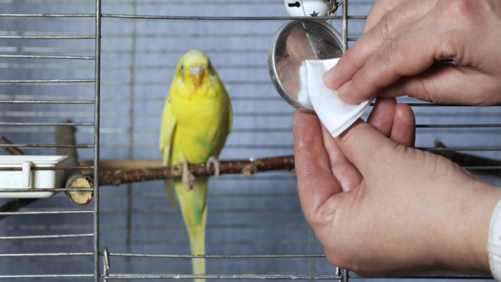 ضد عفونی و تمیز کردن قفس پرنده
