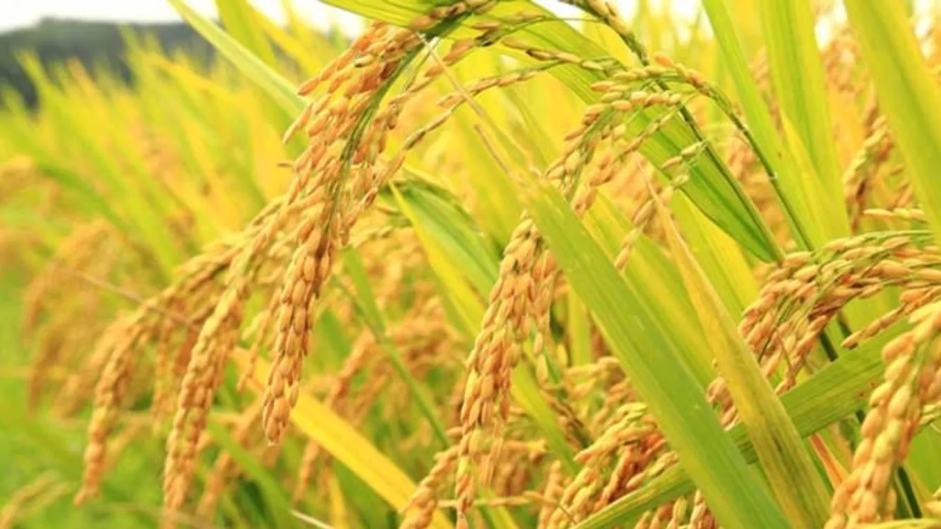 آشنایی با انواع برنج گیلان