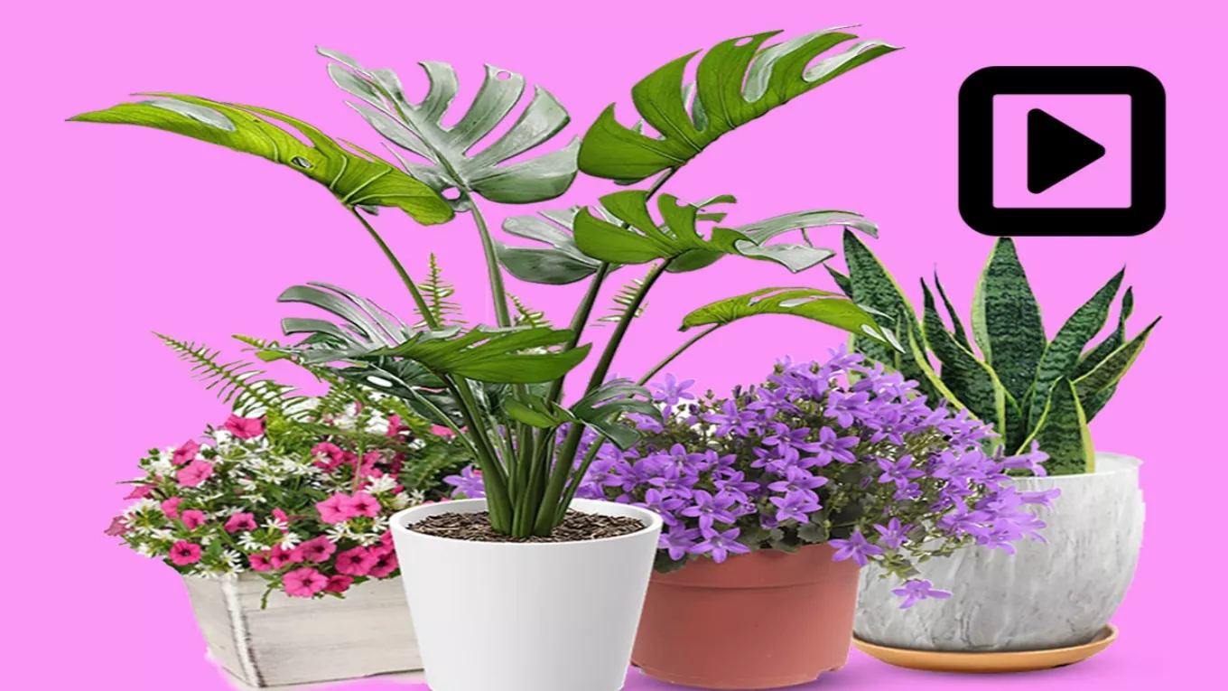 ویدیوها