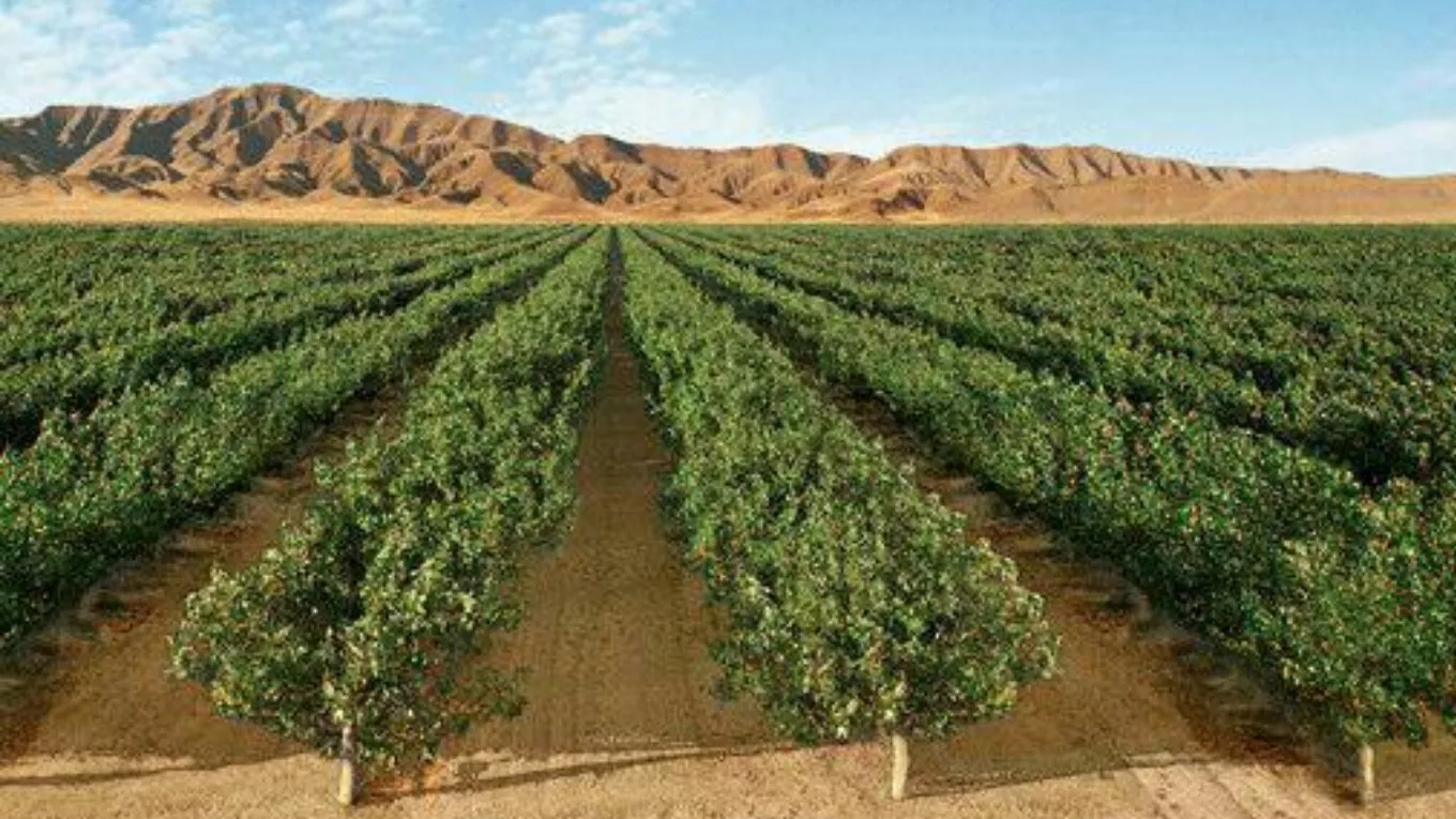 چگونه نهالستان احداث کنیم ؟