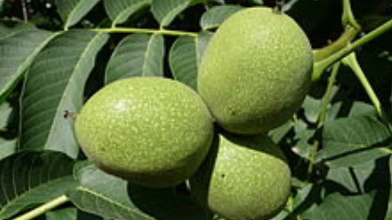 نهالستان گردو به چه معناست؟