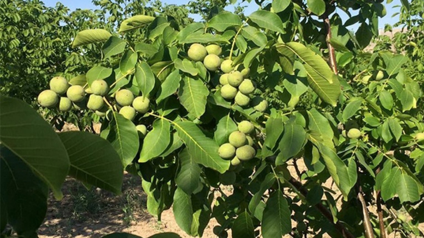 شرایط اصلی پرورش درخت گردو