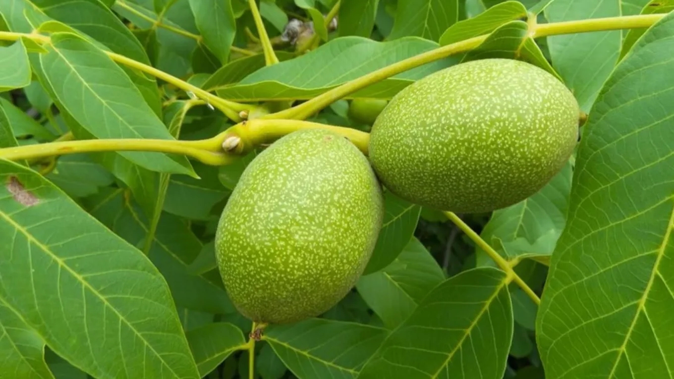 خرید بهترین نهال گردو