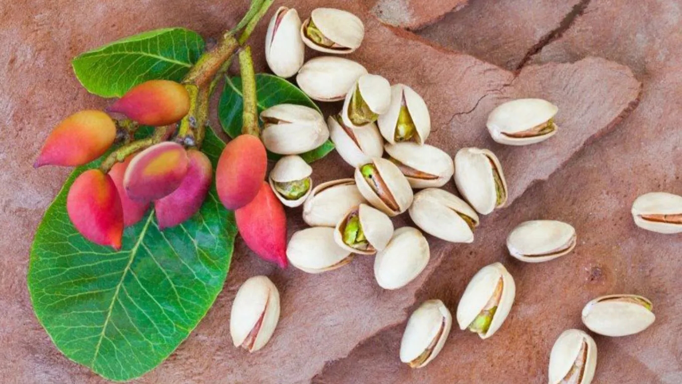 آیا پرورش درخت پسته در باغچه ممکن است ؟