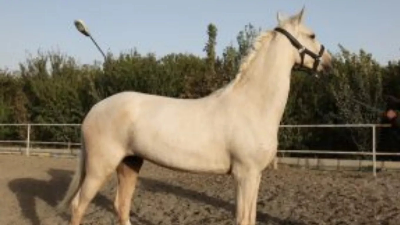 اسب ها چی می خورند؟
