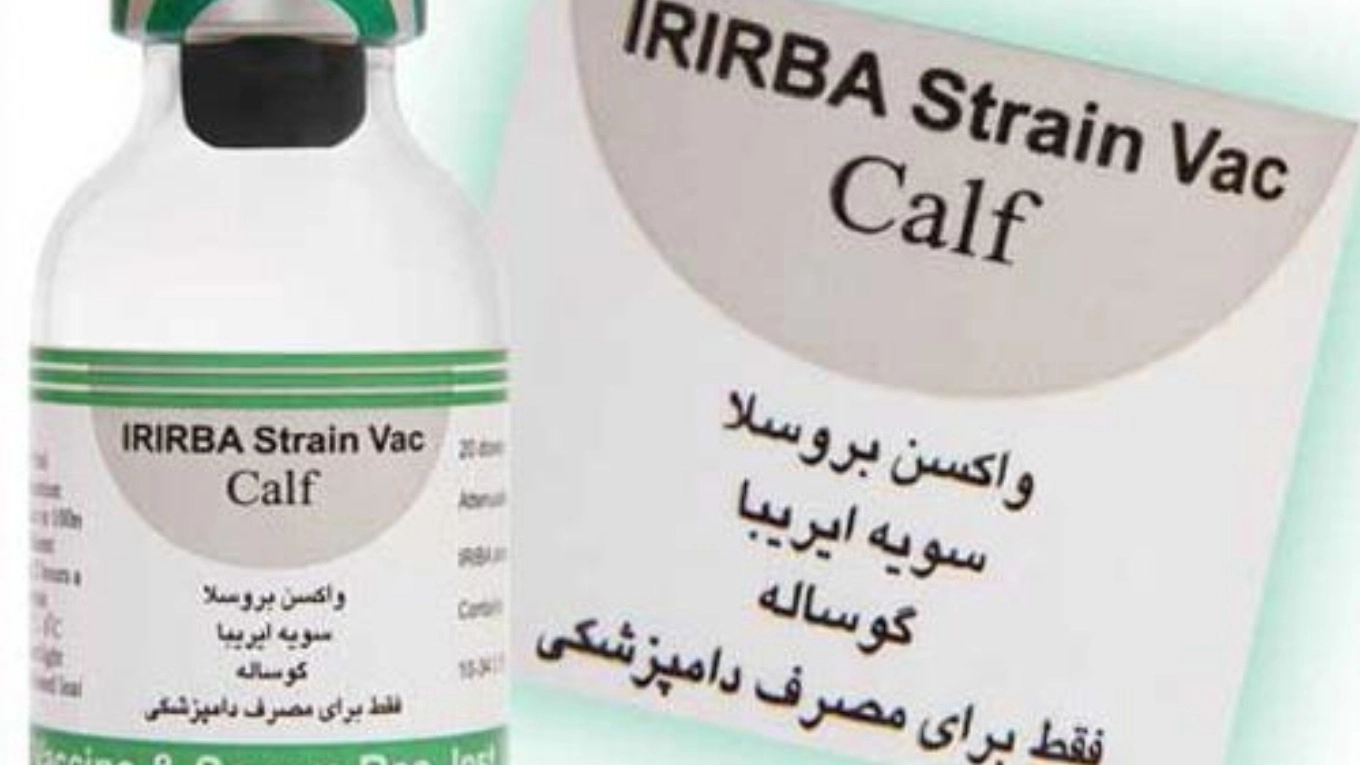 آشنایی با واکسن های دامی ( واكسن بروسلوز گاو (19S) )