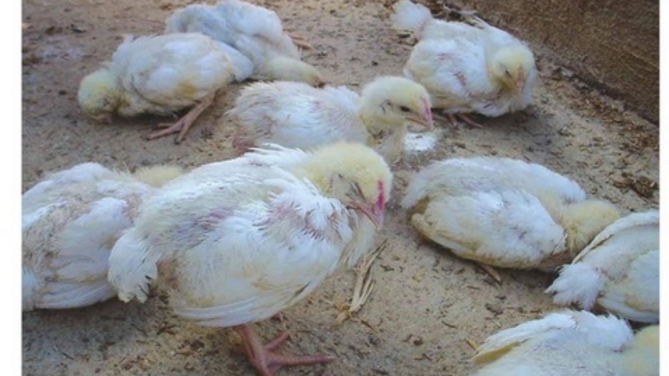 بیماری گامبورو