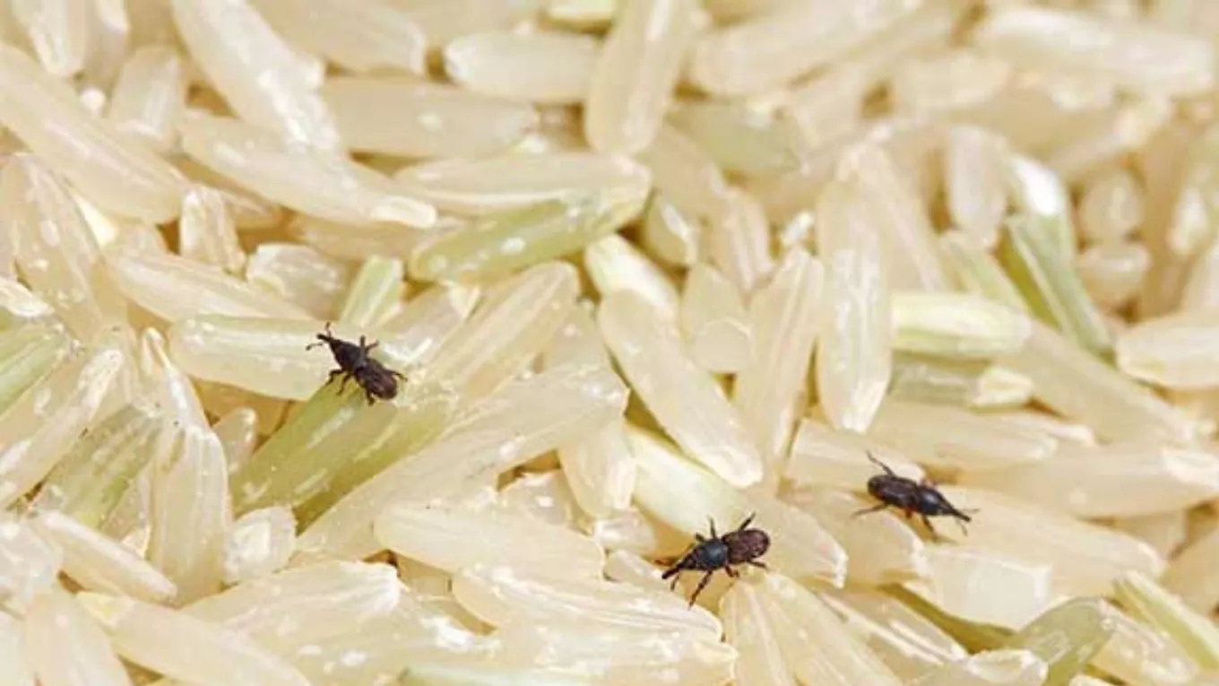 روش نگهداری برنج تازه