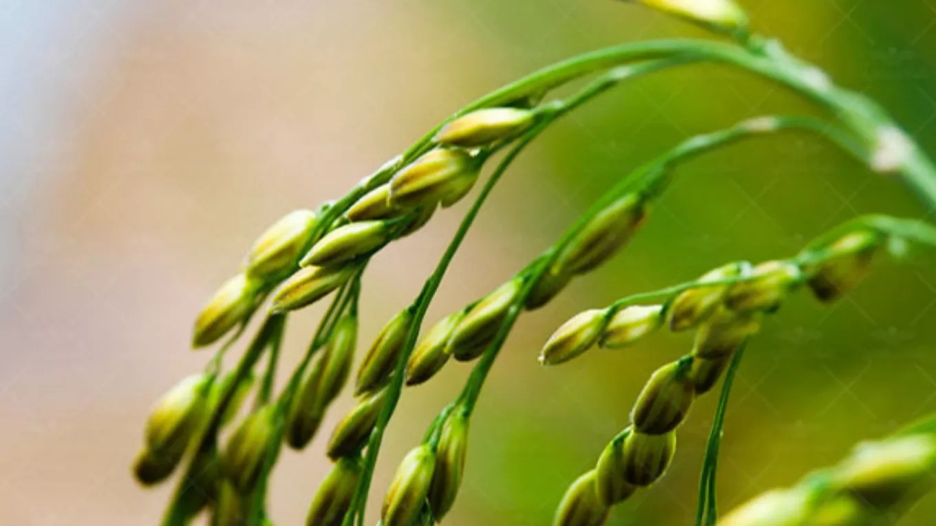 بهترین زمان برای کوددهی برنج