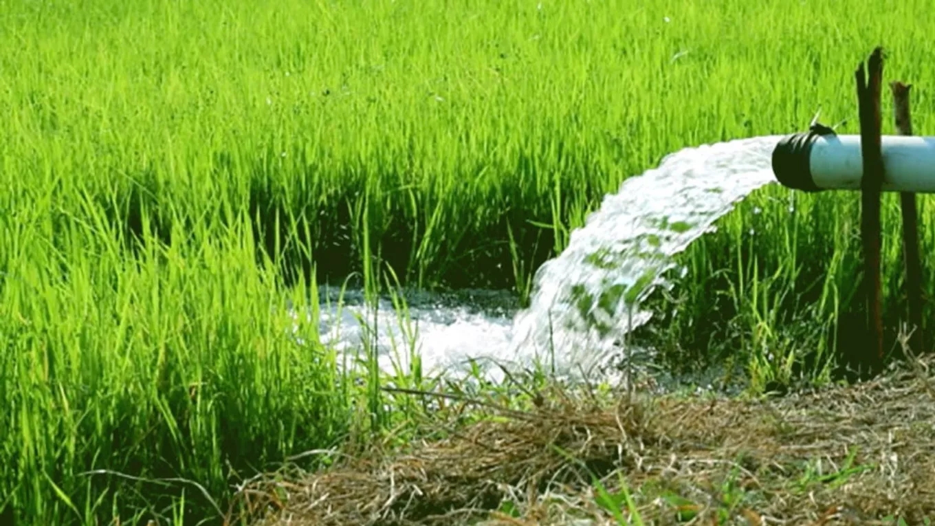 نقش آب در کشت برنج