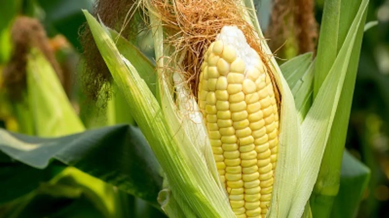 توصیه‌های مهم برای کاشت ذرت