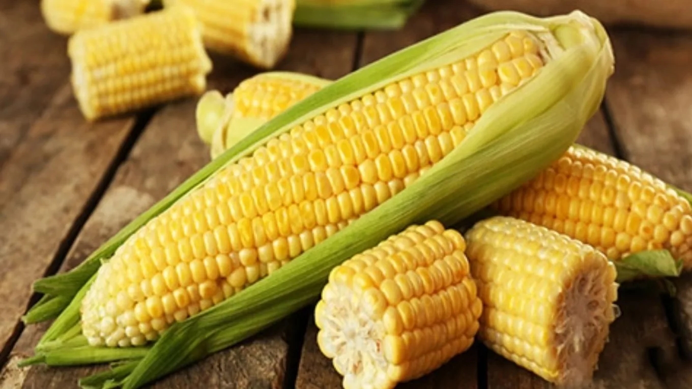 توصیه‌های مهم برای کاشت ذرت