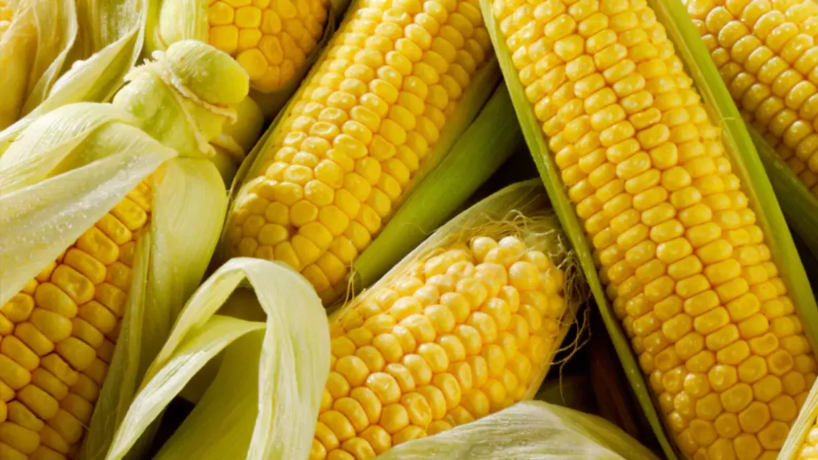 توصیه‌های مهم برای کاشت ذرت