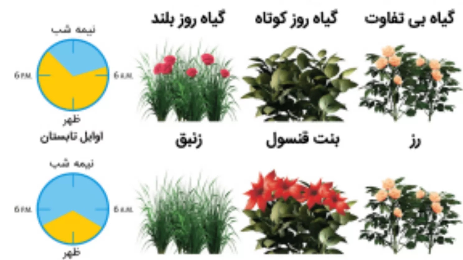 واکنش گیاهان به طول دوره روشنایی و تاریکی