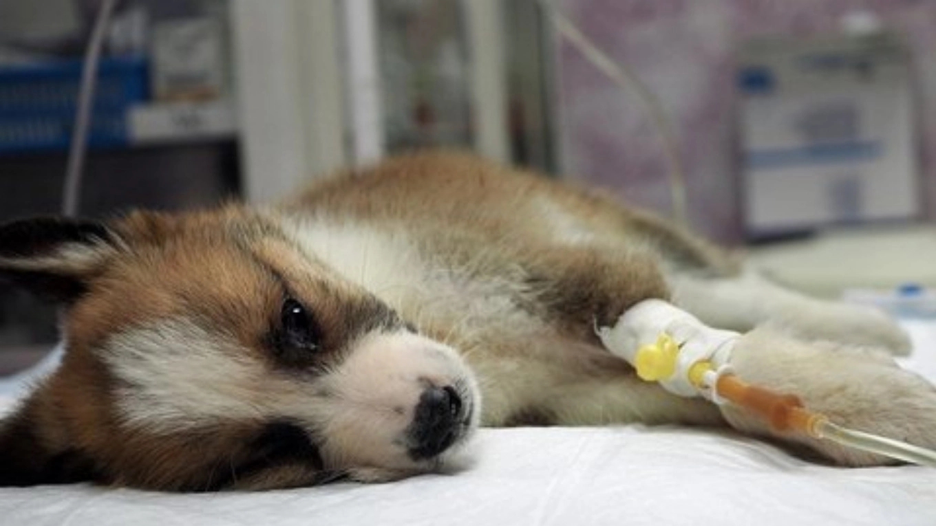 انواع بیماری های خود ایمنی سگ ها