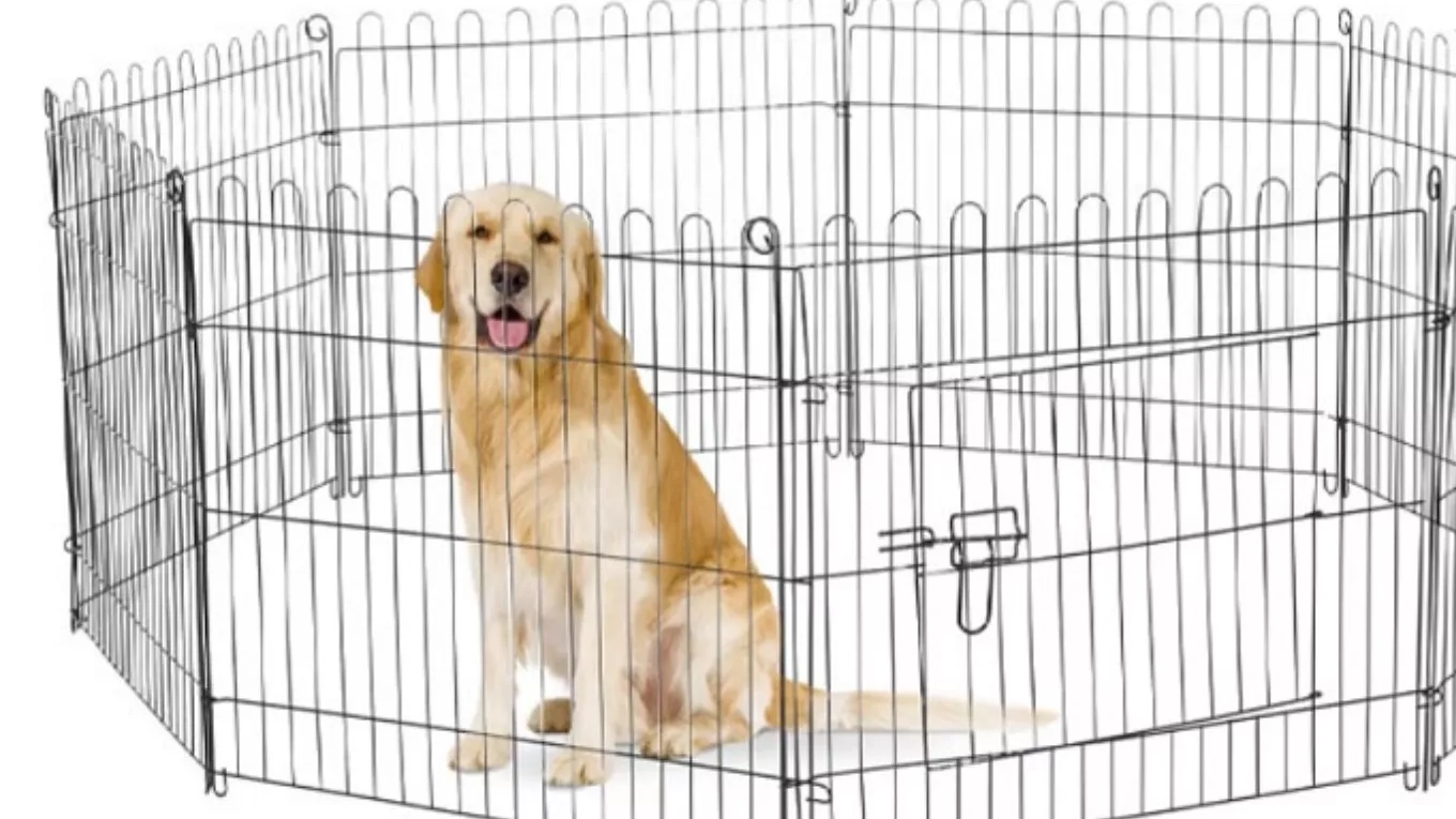 پارک سگ و انواع آن