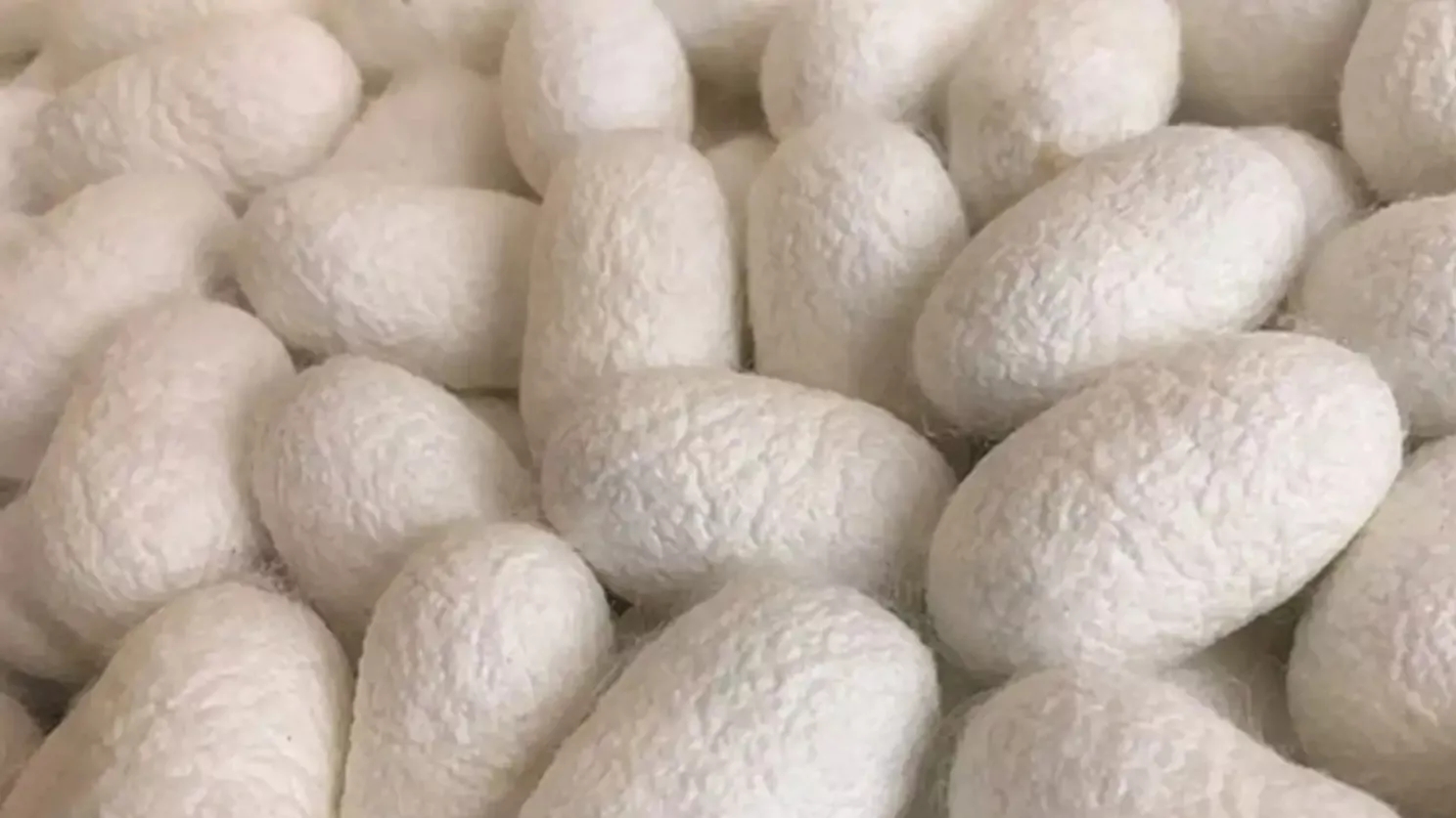 تاریخچه پارچه و نحوه ی پیدایش آن