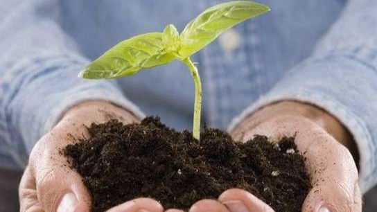 مزایای کود ورمی کمپوست درجه یک برای کشاورزی