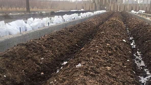 مزایای کود ورمی کمپوست درجه یک برای کشاورزی