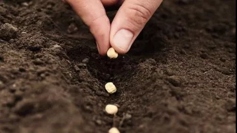 همه چیز در مورد بذر گیاهان