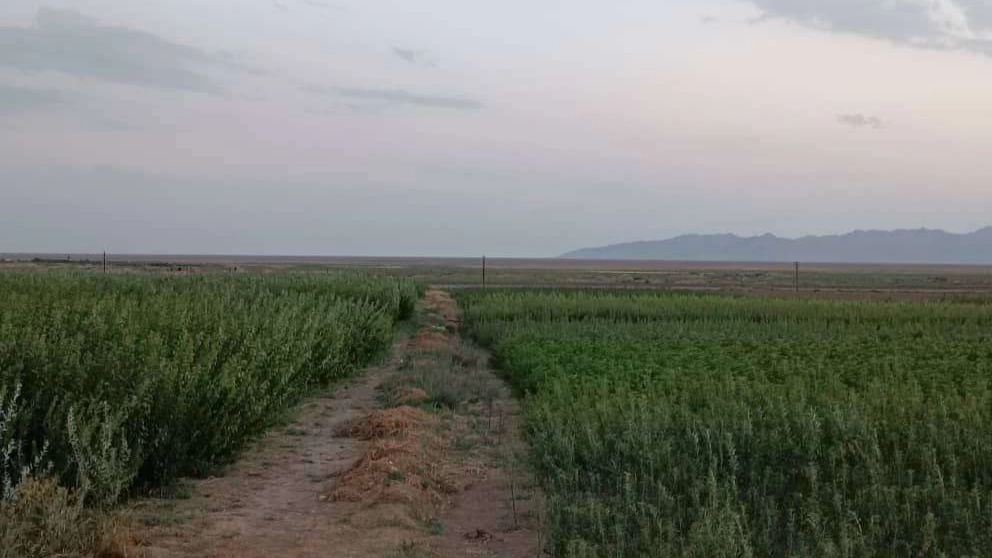 ویدیو های نهالستان حیدران