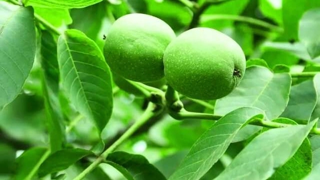 راهنمای انتخاب و کاشت نهال گردو