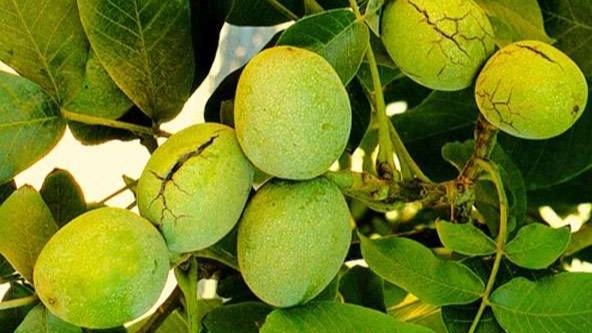 راهنمای انتخاب و کاشت نهال گردو