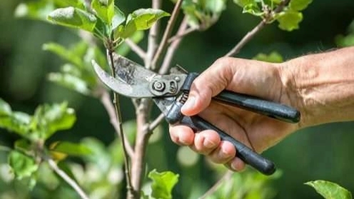 فواید هرس برای گیاهان و درختان