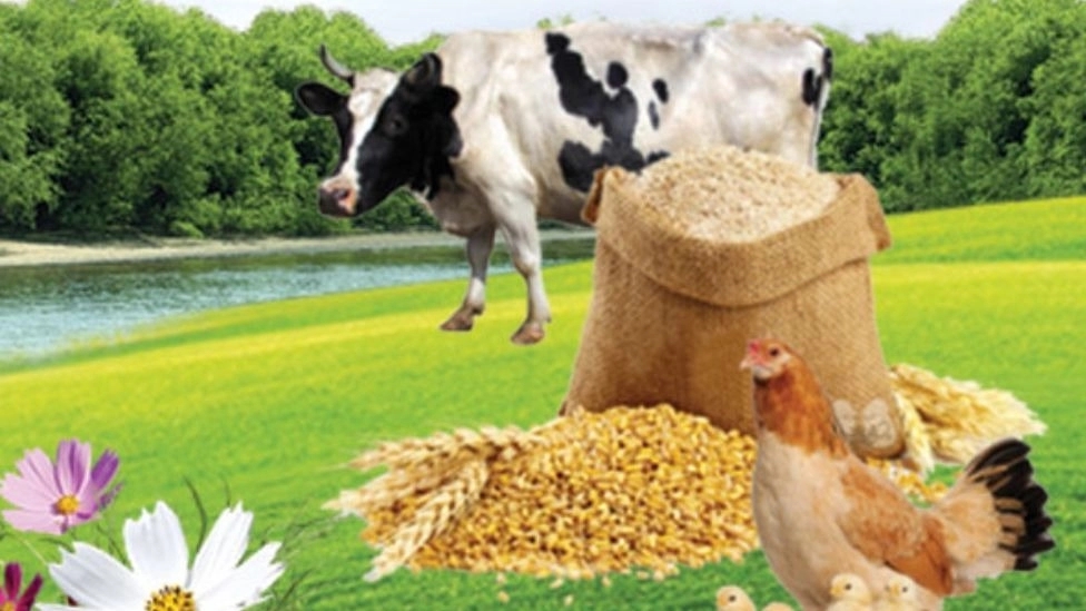 بهترین خوراک دام و طیور و ویژگی آن