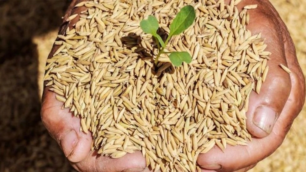ما هي بذور الأرز؟