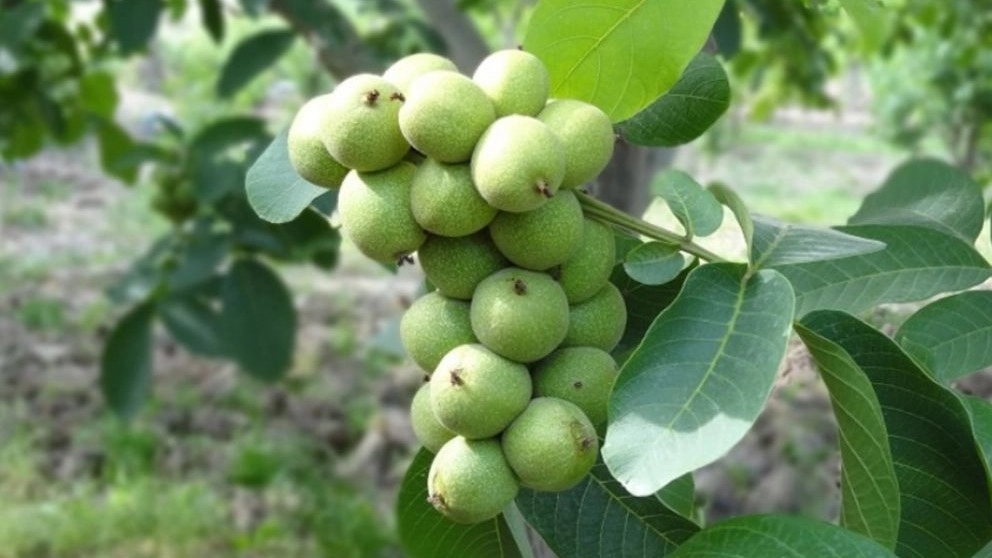 هر آنچه از پرورش درخت نهال گردو باید بدانید