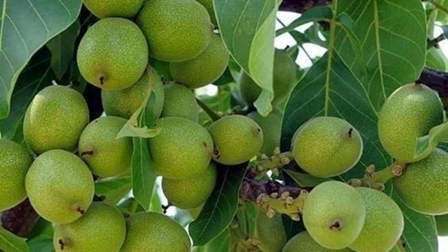 هر آنچه از پرورش درخت نهال گردو باید بدانید