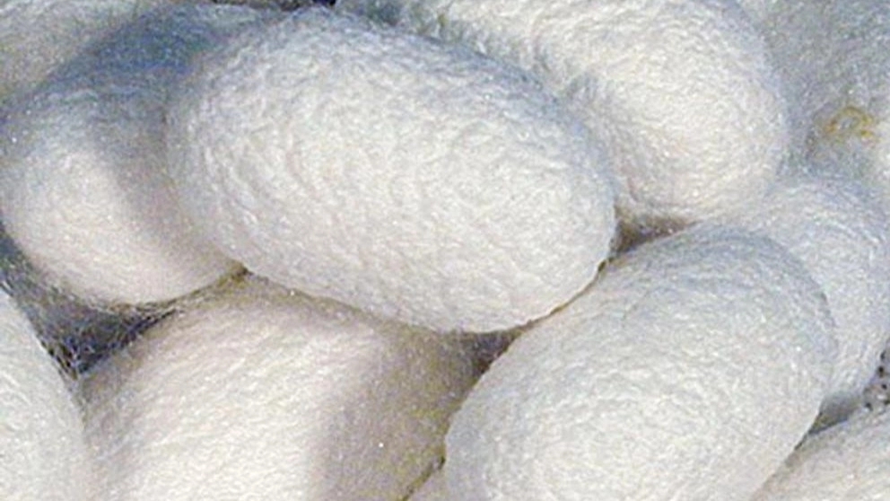 تاریخچه پیله ابریشم