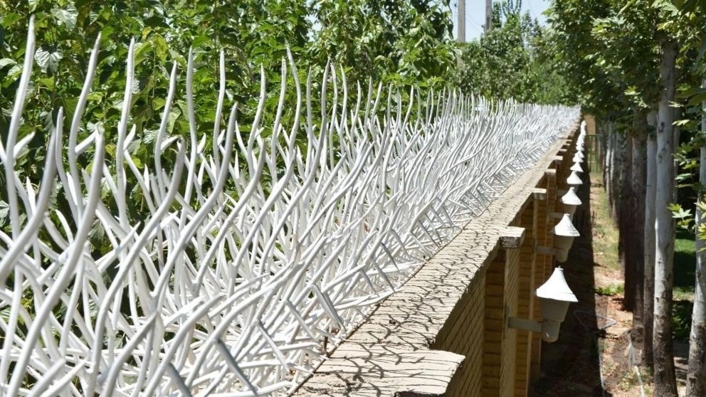 حفاظ شاخ گوزنی