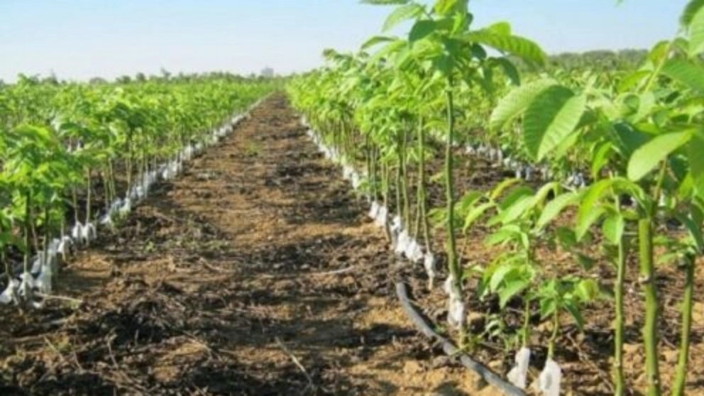 انواع روشهای آبیاری گردو