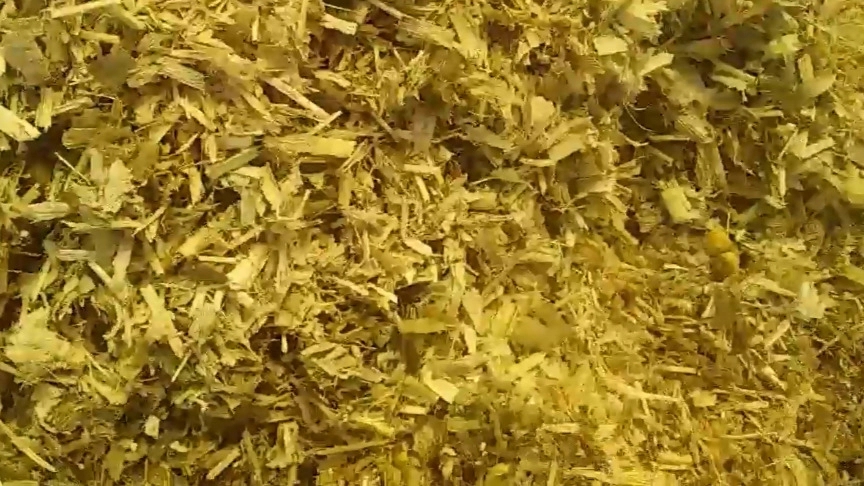 انواع خوراک دام