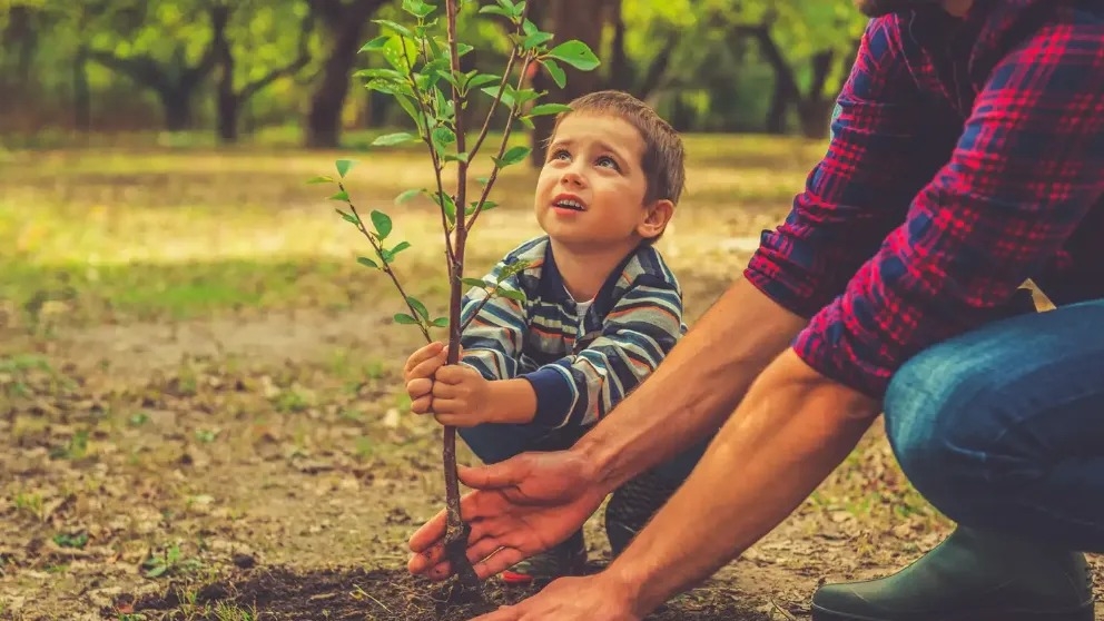 ☑️ کاشت نهال چگونه می باشد؟