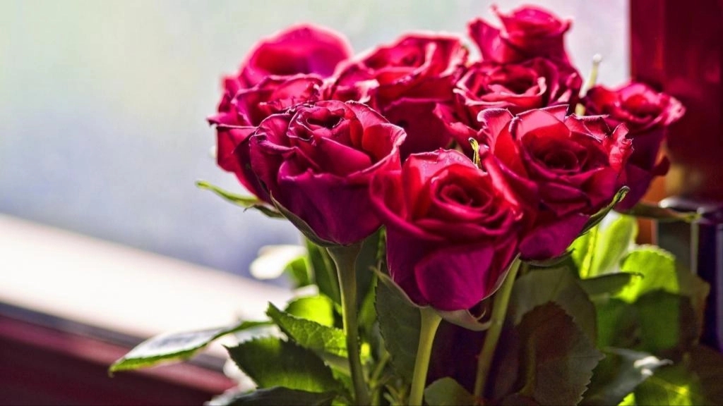 The difference between Dutch rose and Iranian rose