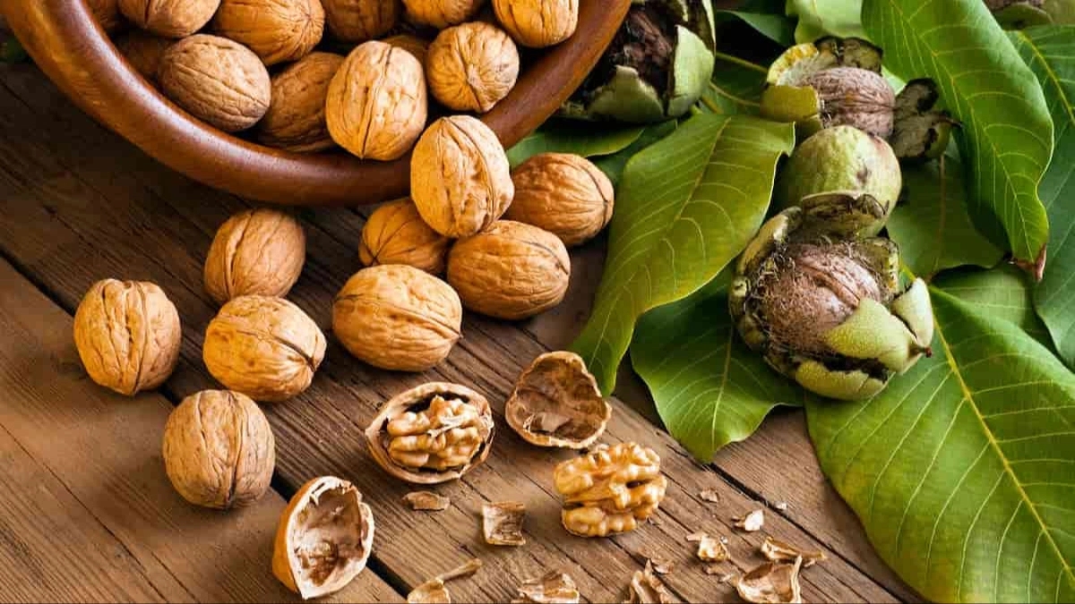 چکار کنیم درخت گردو پربار شود؟