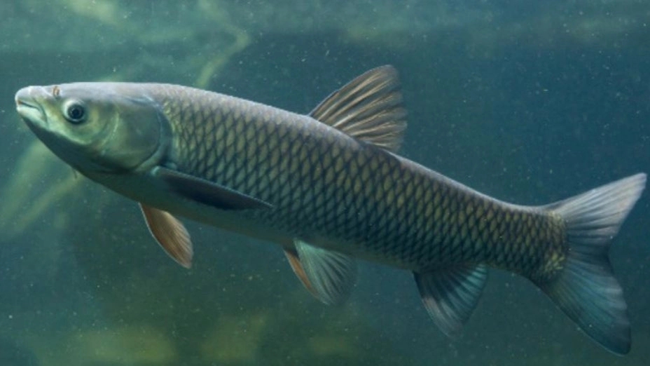 Amur fish or grass-eating carp