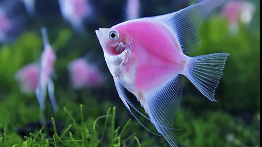 The importance of breeding ornamental fish and aquarium
