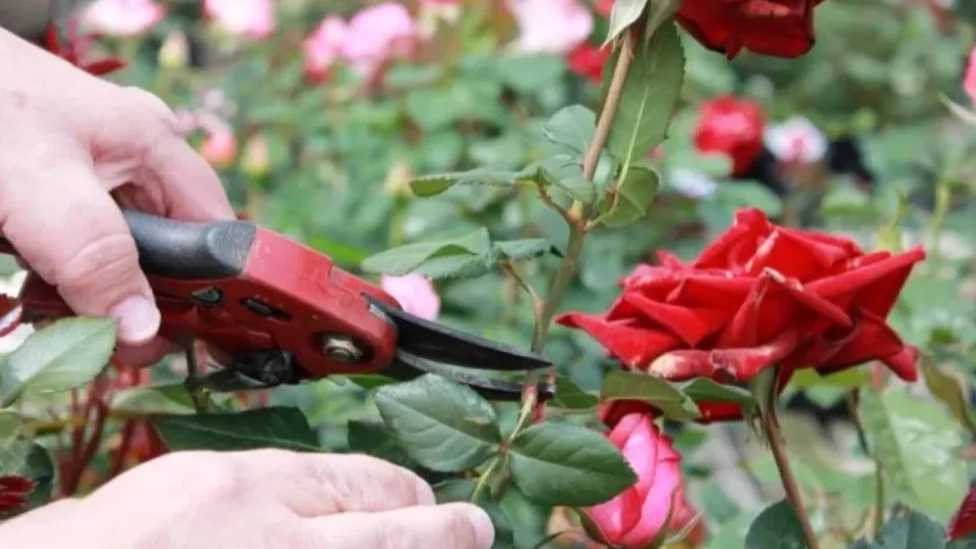 هر آنچه که باید در مورد گل رز هلندی بدانید