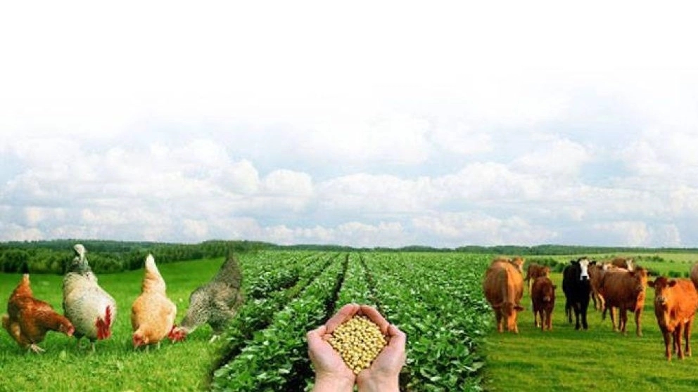 تهیه و پخش خوراک دام و طیور فرجی در میاندوآب آذربایجان غربی
