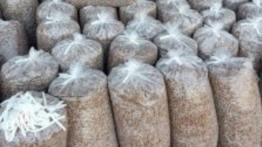 تهیه و پخش خوراک دام و طیور فرجی در میاندوآب آذربایجان غربی