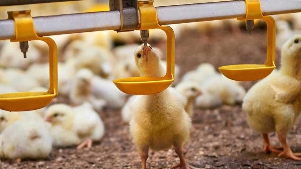 سیستم آبخوری و انواع آن برای پرورش طیور