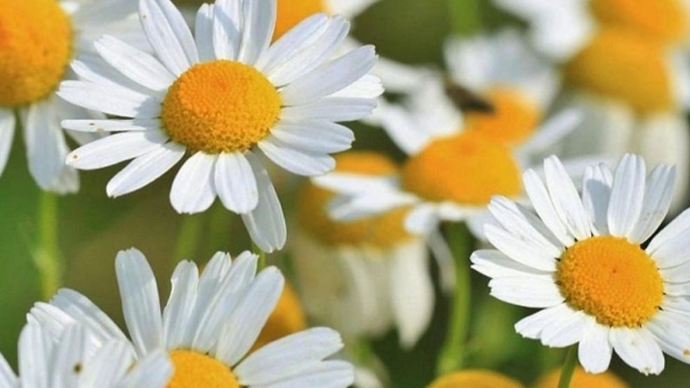 مهم ترین خواص بابونه