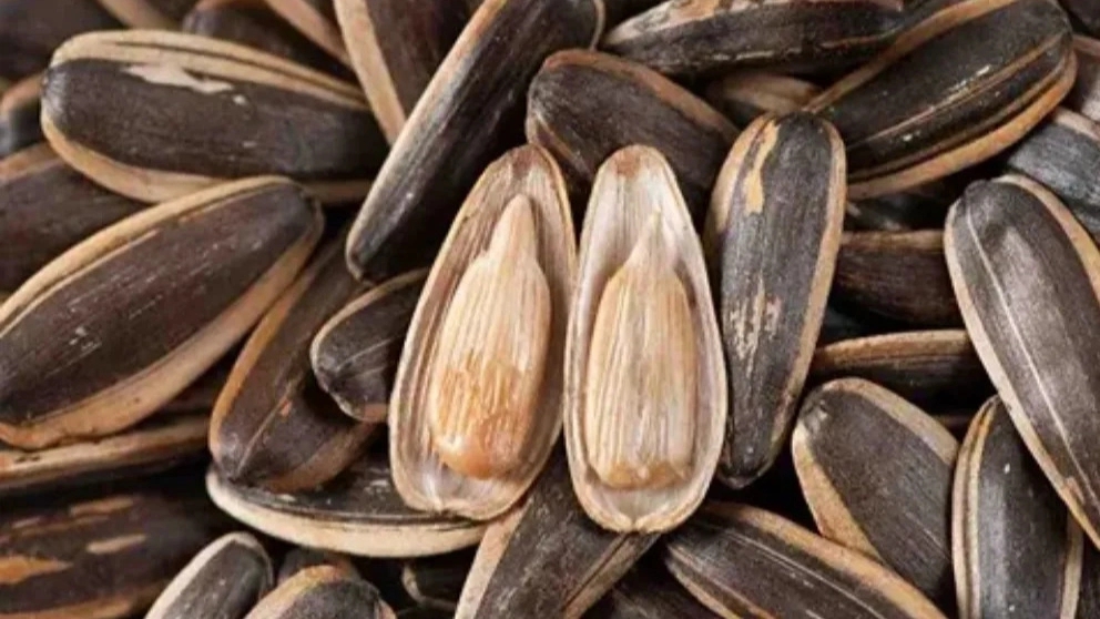 أسباب بذور عباد الشمس الفارغة